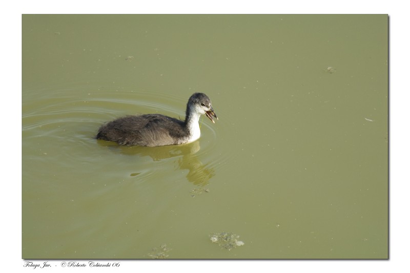 Folaga - Fulica atra